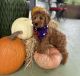 Golden Doodle Puppies for sale in Fort Worth, TX 76117, USA. price: $1,200
