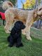 Golden Doodle Puppies for sale in Davis, CA, USA. price: $850