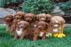 Golden Doodle Puppies for sale in Pittsburgh, PA, USA. price: $400
