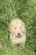 Golden Doodle Puppies for sale in Kittanning, PA 16201, USA. price: $500