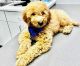 Golden Doodle Puppies for sale in Plano, TX, USA. price: $2,500
