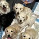 Golden Doodle Puppies for sale in Centennial, CO, USA. price: $1,500