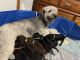 Golden Doodle Puppies for sale in Millstadt, IL 62260, USA. price: $1,500