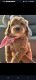 Golden Doodle Puppies for sale in Polk City, FL 33868, USA. price: $2,000