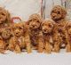 Golden Doodle Puppies for sale in Malden, MA 02148, USA. price: $500
