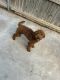 Golden Doodle Puppies for sale in Odessa, TX, USA. price: $2,500