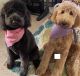 Golden Doodle Puppies for sale in Waterford Twp, MI 48328, USA. price: $500