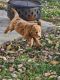 Golden Doodle Puppies for sale in Fulton, MO 65251, USA. price: $450