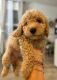 Golden Doodle Puppies for sale in Cypress Gardens, FL 33884, USA. price: $1,000