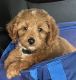 Golden Doodle Puppies for sale in Dallas-Fort Worth Metropolitan Area, TX, USA. price: $2,400
