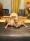 Golden Doodle Puppies for sale in NoDa, Charlotte, NC, USA. price: $1,500