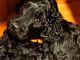 Golden Doodle Puppies for sale in Cotopaxi, CO 81223, USA. price: $1,000