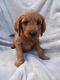 Golden Doodle Puppies for sale in Wooster, OH 44691, USA. price: $500