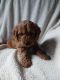 Golden Doodle Puppies for sale in Wooster, OH 44691, USA. price: $600