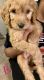 Golden Doodle Puppies for sale in Dallas, GA, USA. price: $800