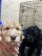 Golden Doodle Puppies for sale in South Bend, IN, USA. price: $350