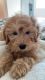 Golden Doodle Puppies for sale in Sacramento, CA, USA. price: $2,500