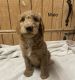Golden Doodle Puppies for sale in Fort Payne, AL, USA. price: $60,000