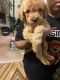 Golden Doodle Puppies for sale in Dallas, GA 30157, USA. price: $400