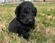 Golden Doodle Puppies for sale in Golconda, IL 62938, USA. price: $800