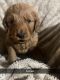 Golden Doodle Puppies for sale in Lebanon, MO 65536, USA. price: $1,000
