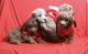 Golden Doodle Puppies for sale in Atlanta, GA, USA. price: $1,500