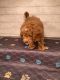 Golden Doodle Puppies for sale in Dover, DE, USA. price: $1,500