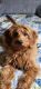 Golden Doodle Puppies for sale in 804 Hickory Ln, Mantorville, MN 55955, USA. price: $300