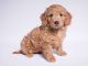 Golden Doodle Puppies for sale in Fort Worth, TX 76117, USA. price: $3,000