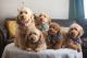 Golden Doodle Puppies for sale in Fort Worth, TX 76117, USA. price: $2,500