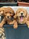 Golden Doodle Puppies for sale in Bradenton, FL, USA. price: NA