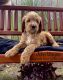 Golden Doodle Puppies for sale in Wilmington, NC, USA. price: $1,600