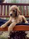 Golden Doodle Puppies for sale in Wilmington, NC, USA. price: $1,600