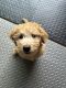 Golden Doodle Puppies for sale in Buena Park, CA, USA. price: $1,500