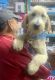 Golden Doodle Puppies for sale in Victorville, CA, USA. price: $650