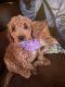 Golden Doodle Puppies for sale in Hodgenville, KY 42748, USA. price: $3,000
