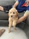 Golden Doodle Puppies for sale in 9760 SW 8th St, Miami, FL 33174, USA. price: $1,600
