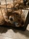 Golden Doodle Puppies for sale in Pittston, PA 18641, USA. price: $560