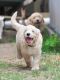Golden Doodle Puppies for sale in Plainland QLD 4341, Australia. price: $2,300