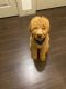 Golden Doodle Puppies for sale in Plano, TX, USA. price: $1,000