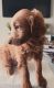 Golden Doodle Puppies for sale in St Cloud, FL, USA. price: NA