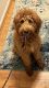 Golden Doodle Puppies for sale in West Chester Township, OH, USA. price: $3,000