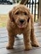 Golden Doodle Puppies for sale in Lawrenceville, GA, USA. price: $1,000
