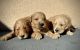 Golden Doodle Puppies for sale in Macon, GA, USA. price: $980