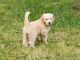 Golden Doodle Puppies for sale in Bend, OR, USA. price: $2,000