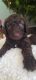 Golden Doodle Puppies for sale in Toccoa, GA, USA. price: $1,200
