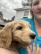 Golden Doodle Puppies for sale in Clayton, NC, USA. price: $1,500