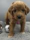 Golden Doodle Puppies for sale in Fredericksburg, OH 44627, USA. price: $1,500