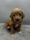 Golden Doodle Puppies for sale in Fredericksburg, OH 44627, USA. price: $1,000