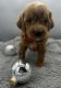 Golden Doodle Puppies for sale in Fredericksburg, OH 44627, USA. price: $750
